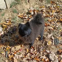 Black gold nugget, a male Pomeranian for sale in Prim, AR – Photo 1 of 2