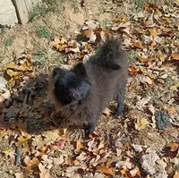 Black gold nugget, a male Pomeranian for sale in Prim, AR – Photo 1 of 2