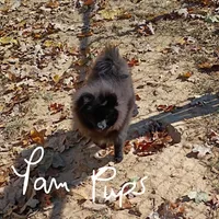 Black gold nugget, a male Pomeranian for sale in Prim, AR – Photo 2 of 2