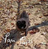 Black gold nugget, a male Pomeranian for sale in Prim, AR – Photo 2 of 2