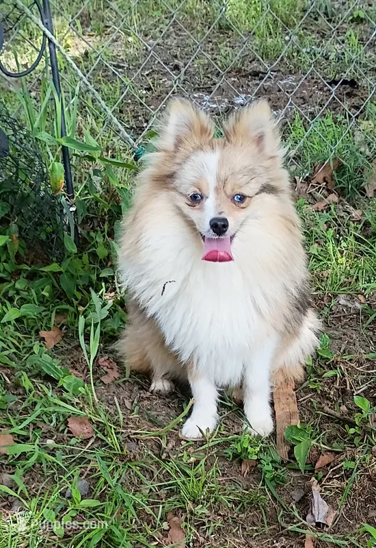 Maverick  – Pomeranian puppy for sale in Prim, AR