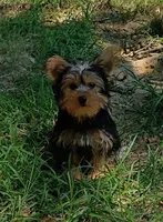Rambo , a male Yorkshire Terrier for sale in Prim, AR – 2 of 2