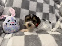 Coco, a female Yorkshire Terrier for sale in Waukegan, IL – 2 of 2