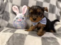 Leo, a male Yorkshire Terrier for sale in Waukegan, IL – 2 of 2