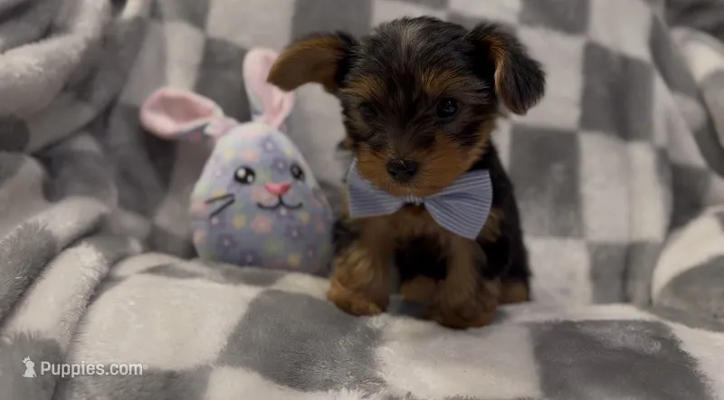 Leo – Yorkshire Terrier puppy for sale in Waukegan, IL