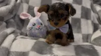 Leo, a male Yorkshire Terrier for sale in Waukegan, IL – 1 of 2