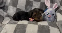 Luna, a female Yorkshire Terrier for sale in Waukegan, IL – 2 of 2