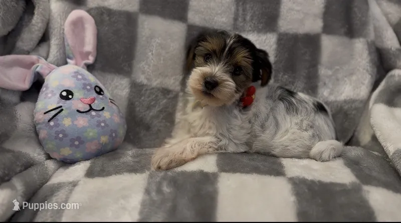 Coco – Yorkshire Terrier puppy for sale in Waukegan, IL
