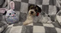 Coco, a female Yorkshire Terrier for sale in Waukegan, IL – 1 of 2