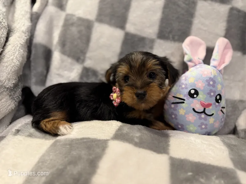 Luna – Yorkshire Terrier puppy for sale in Waukegan, IL