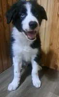 Bear, a male Border Collie for sale in Norwood, MO – 2 of 4