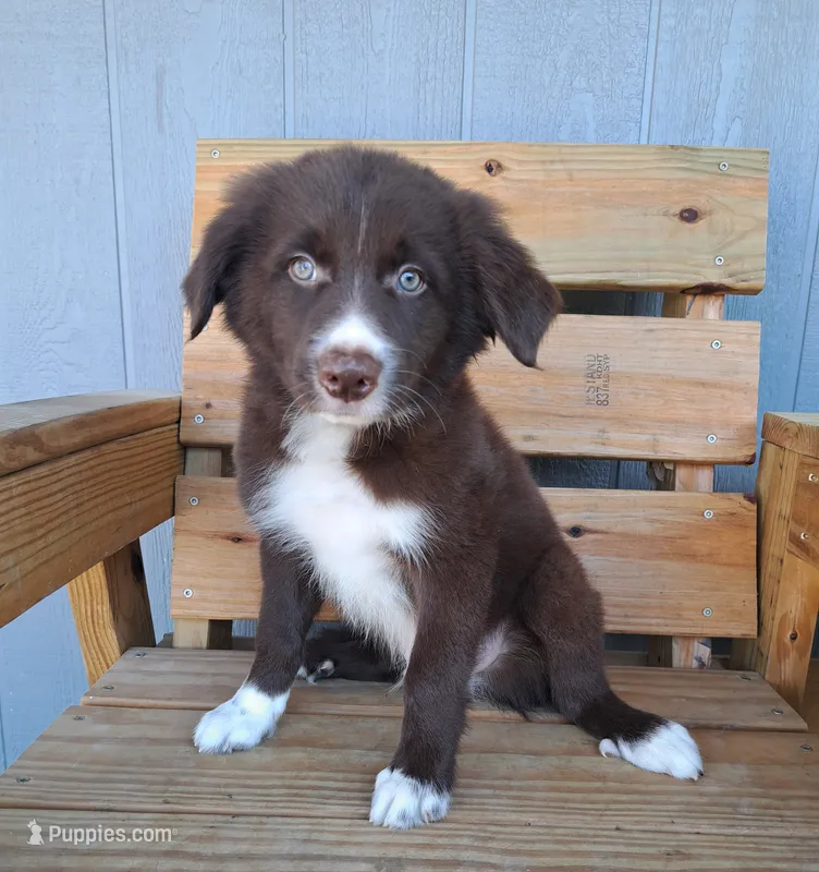 Blaze – Border Collie puppy for sale in Norwood, MO