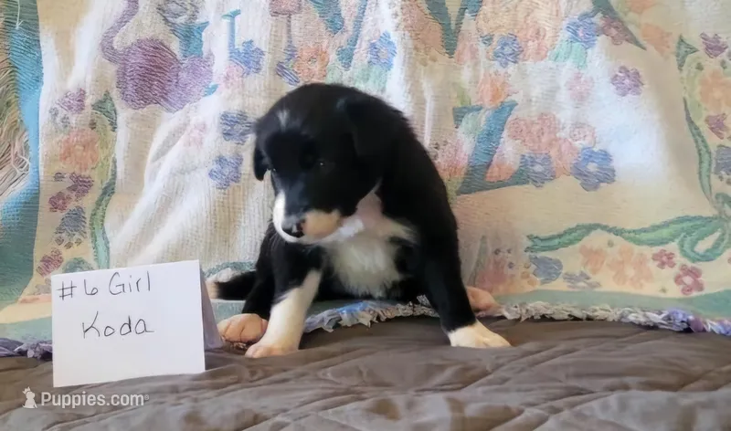 Koda – Border Collie puppy for sale in Norwood, MO