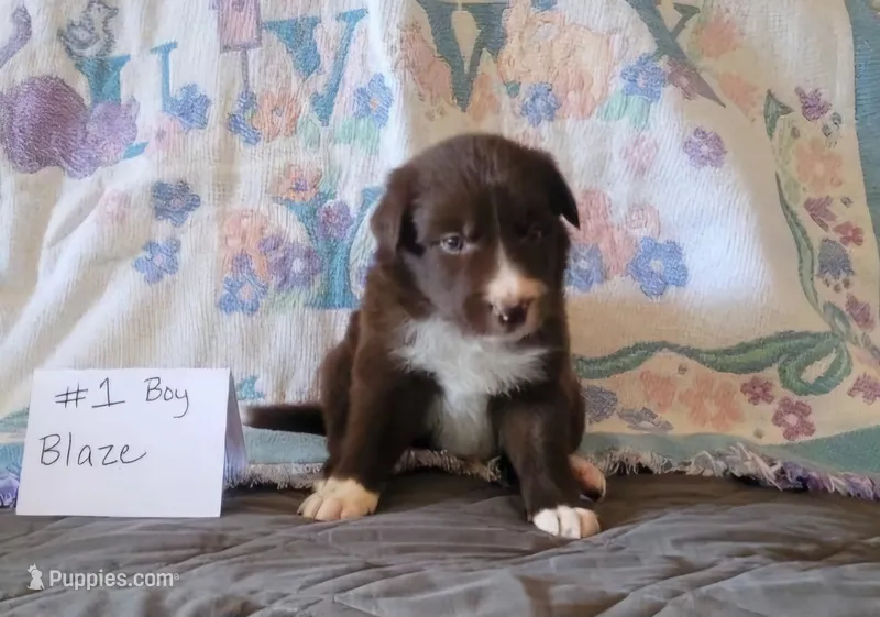 Blaze – Border Collie puppy for sale in Norwood, MO