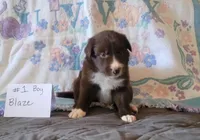 Blaze, a male Border Collie for sale in Norwood, MO – 1 of 1