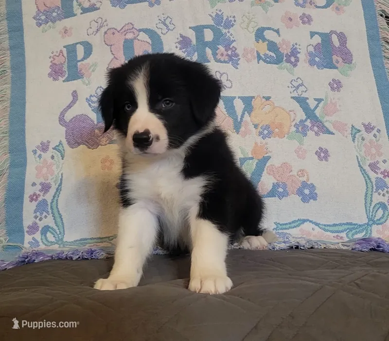 Bear – Border Collie puppy for sale in Norwood, MO