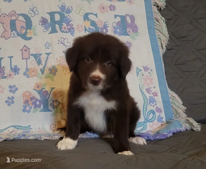Blaze – Border Collie puppy for sale in Norwood, MO