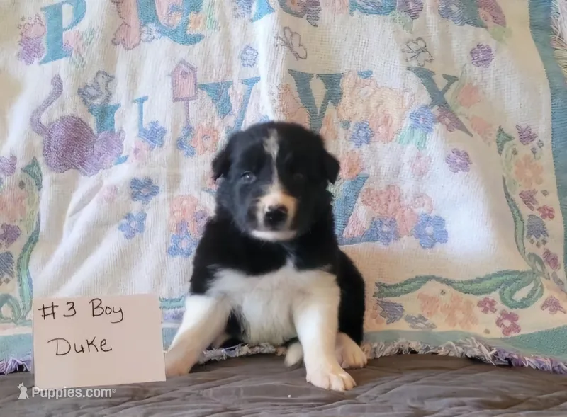 Duke  – Border Collie puppy for sale in Norwood, MO