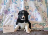 Duke , a male Border Collie for sale in Norwood, MO – 1 of 1
