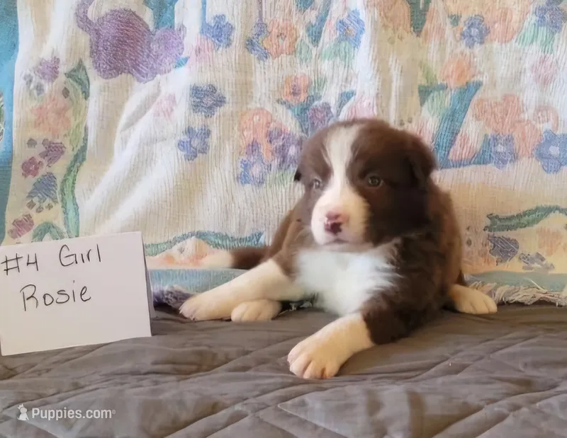 Rosie – Border Collie puppy for sale in Norwood, MO