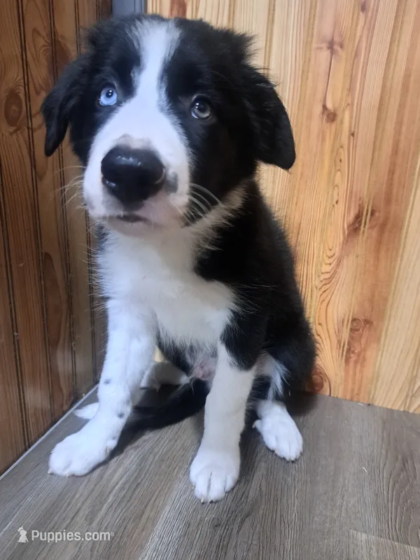 Bear – Border Collie puppy for sale in Norwood, MO