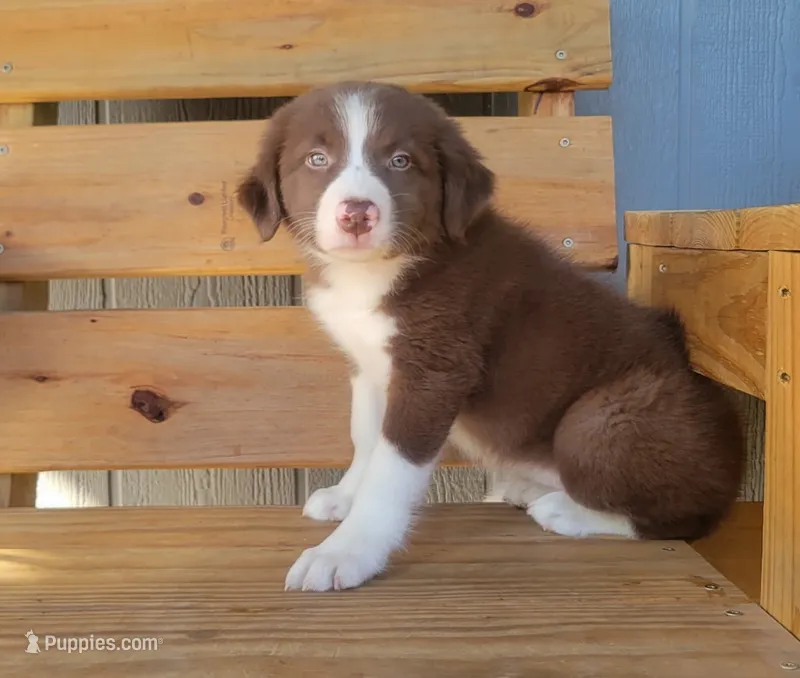 Rosie – Border Collie puppy for sale in Norwood, MO
