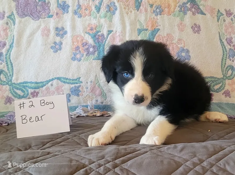 Bear – Border Collie puppy for sale in Norwood, MO