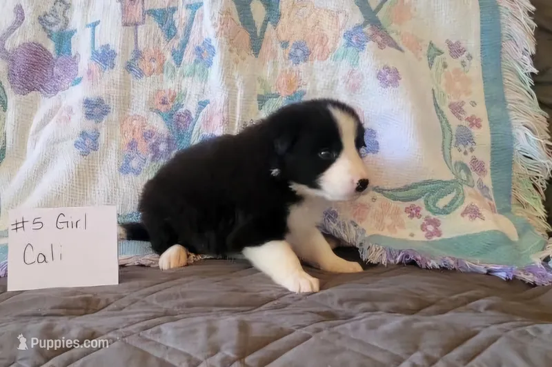 Cali – Border Collie puppy for sale in Norwood, MO