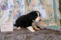 Cali, a female Border Collie for sale in Norwood, MO – 1 of 1
