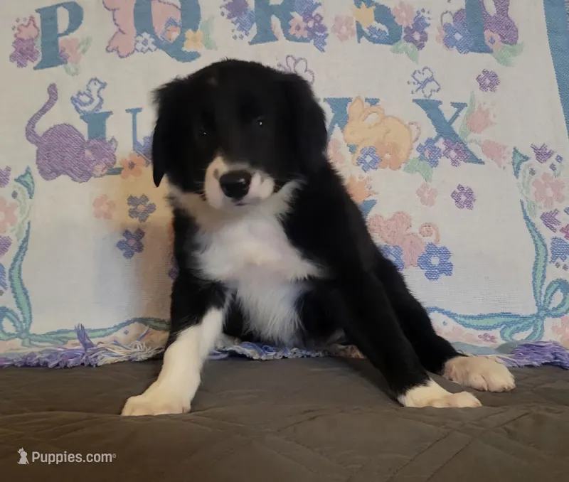 Koda – Border Collie puppy for sale in Norwood, MO