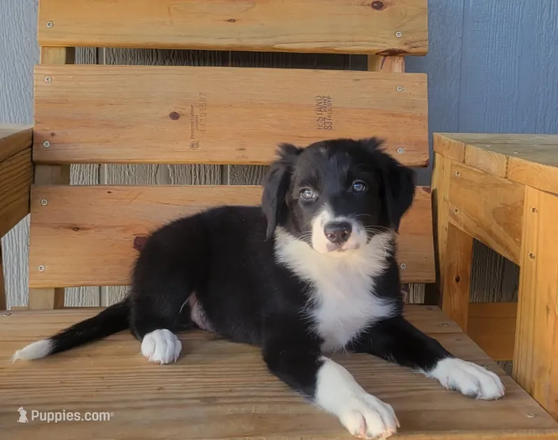 Koda – Border Collie puppy for sale in Norwood, MO