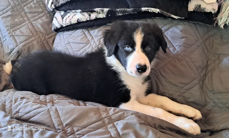 Bear – Border Collie puppy for sale in Norwood, MO
