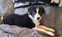 Bear, a male Border Collie for sale in Norwood, MO – 3 of 4
