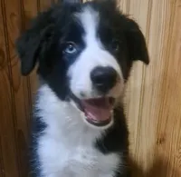 Bear, a male Border Collie for sale in Norwood, MO – 1 of 4