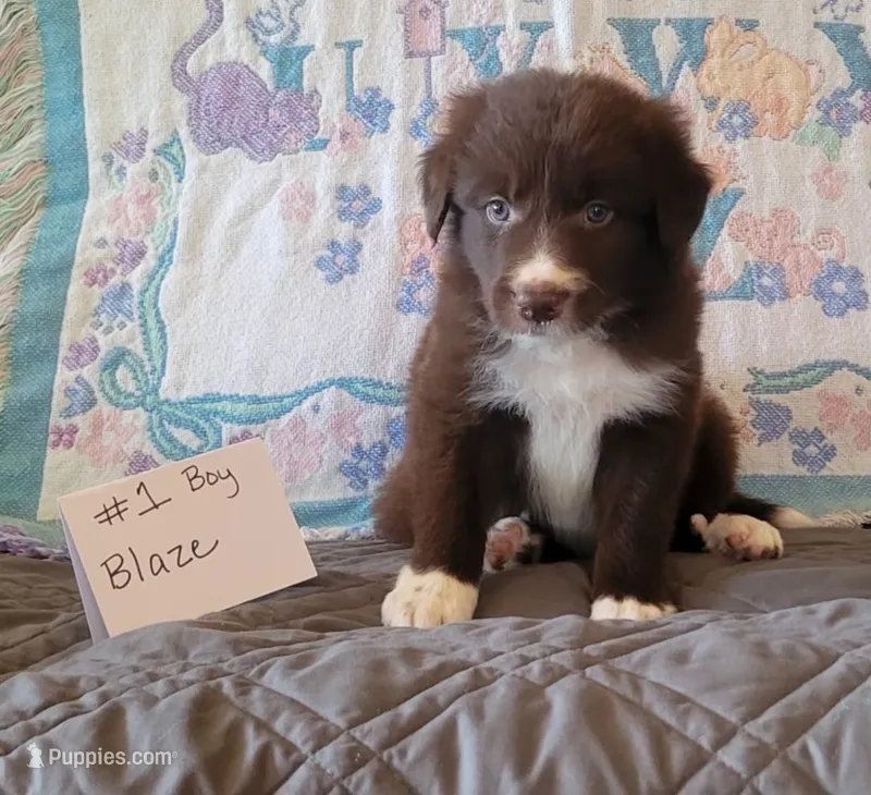 Blaze – Border Collie puppy for sale in Norwood, MO