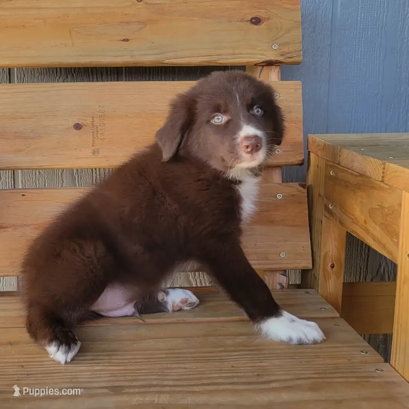 Blaze – Border Collie puppy for sale in Norwood, MO