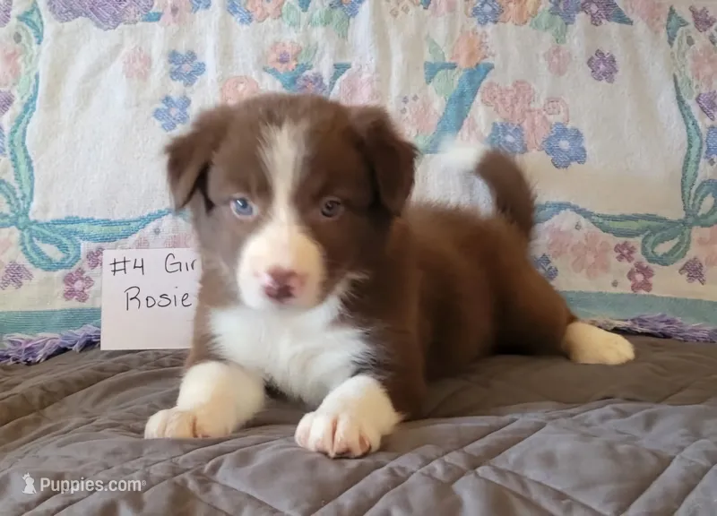 Rosie – Border Collie puppy for sale in Norwood, MO