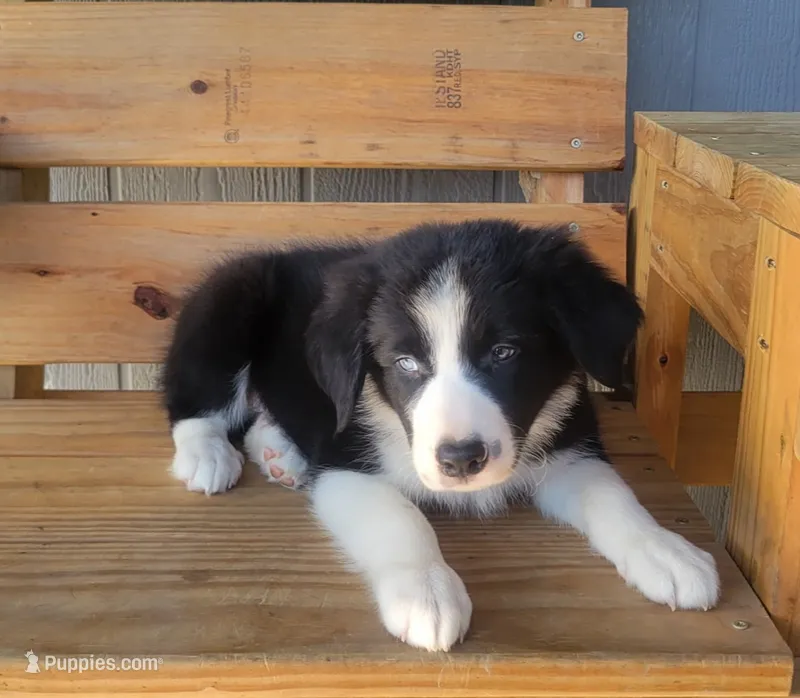 Bear – Border Collie puppy for sale in Norwood, MO