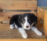 Bear, a male Border Collie for sale in Norwood, MO – 4 of 4