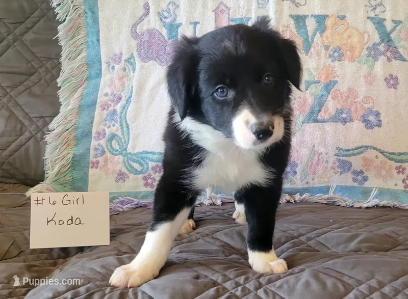 Koda – Border Collie puppy for sale in Norwood, MO