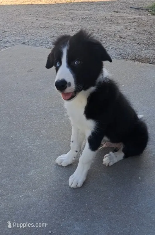 Bear – Border Collie puppy for sale in Norwood, MO
