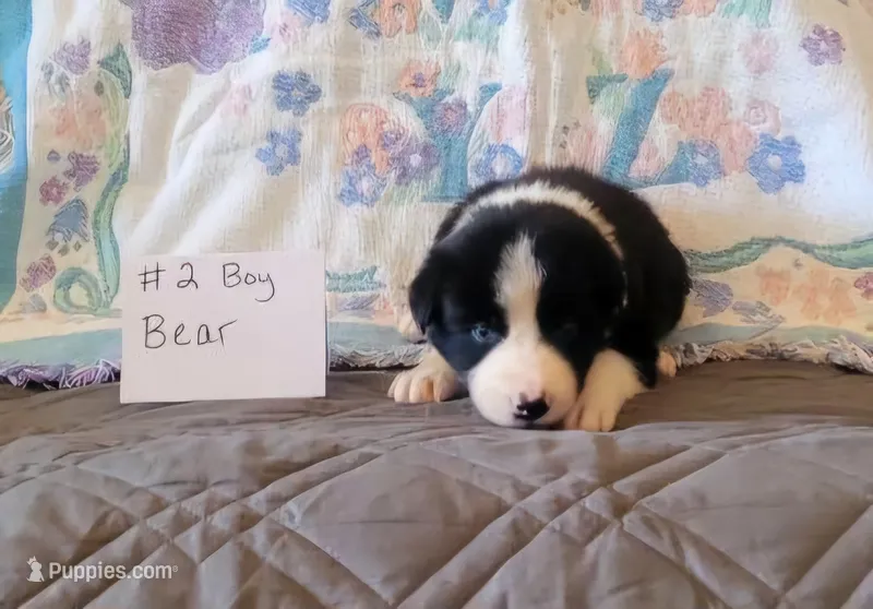 Bear – Border Collie puppy for sale in Norwood, MO