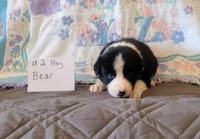 Bear, a male Border Collie for sale in Norwood, MO – 1 of 1