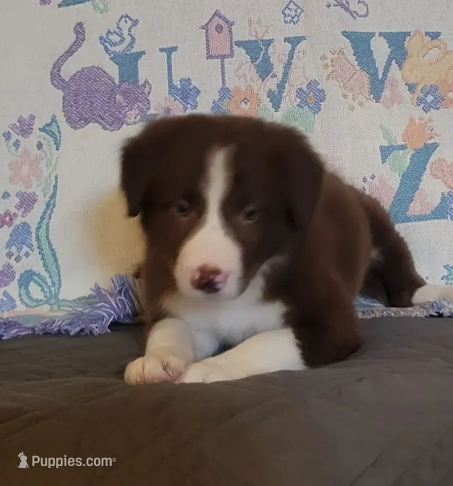 Rosie – Border Collie puppy for sale in Norwood, MO