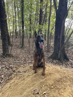Nova, a female Belgian Malinois for sale in King, NC – 3 of 4