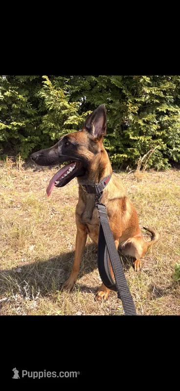 Nova – Belgian Malinois puppy for sale in King, NC