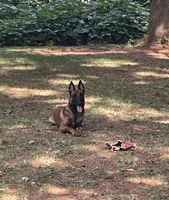 Nova, a female Belgian Malinois for sale in King, NC – 4 of 4