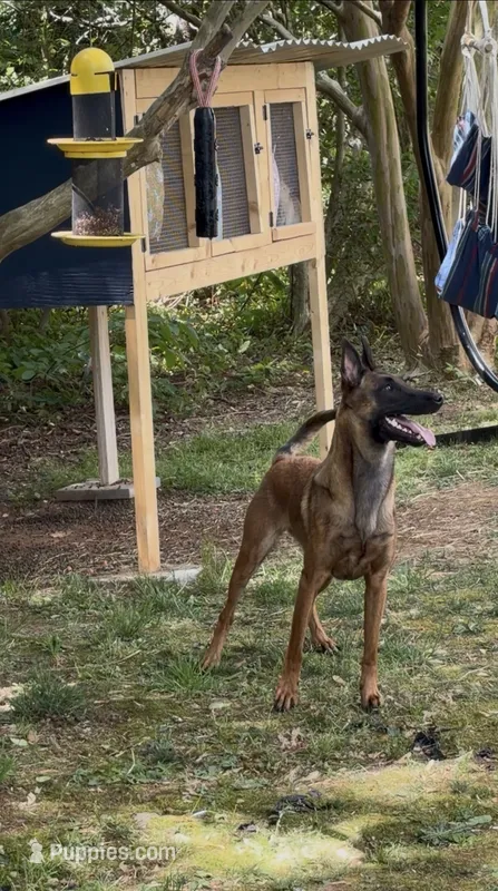 Nova – Belgian Malinois puppy for sale in King, NC
