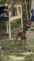 Nova, a female Belgian Malinois for sale in King, NC – 2 of 4