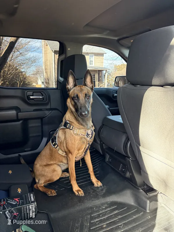 Nova – Belgian Malinois puppy for sale in King, NC